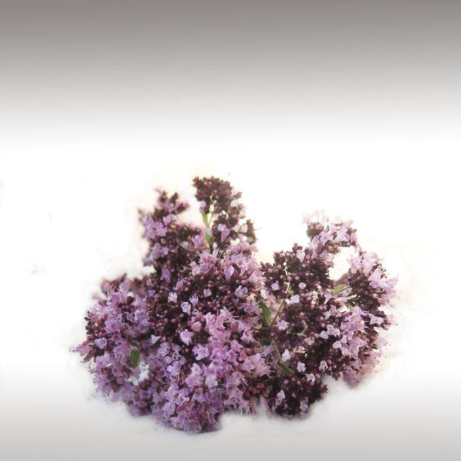 Oregano Essential Oil (Origanum Compactum) Essential Oils EssentHouse