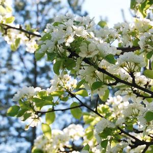 Spring time