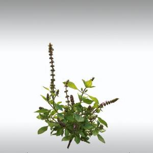 American Basil Essential Oil (Ocimum Americanum Syn. O. canum)