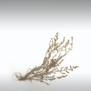 Armoise Essential Oil (Artemisia Herba - Alba Asso)