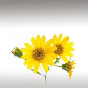 Arnica Flower Total CO2 Extract (Arnica montana)