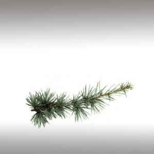 Atlantic Cedar Distillates (Cedrus Atlantica)