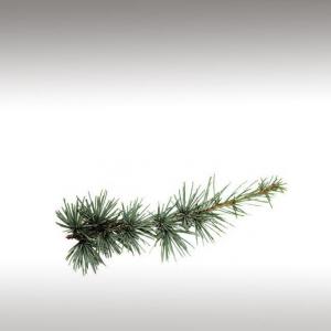 Atlantic Cedar Essential Oil (Cedrus Atlantica)