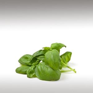 Basil Essential Oil (Ocimum Basilicum)