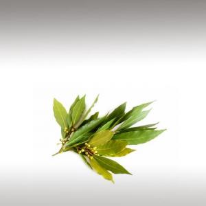 Bay Laurel Essential Oil (Laurus Nobilis)