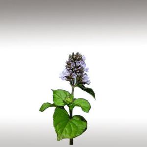 Bergamot Mint Essential Oil (Mentha Citrata)