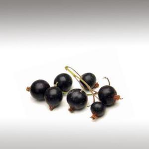 Black Currant Seed Oil (Ribes Nigrum)
