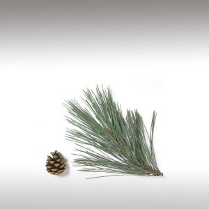 Black Pine Essential Oil (Pinus Nigra)