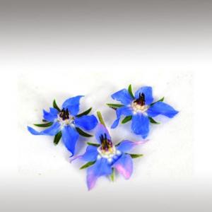 Borage Oil (Borago Officinalis)