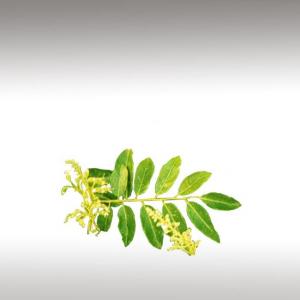 Cabreuva Essential Oil (Myrocarpus Fastigiatus)