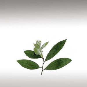 Cajeput Essential Oil (Melaleuca Cajeputi)