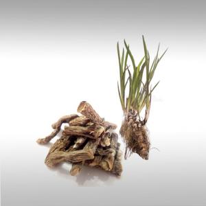 Calamus Root Essential Oil (Acorus Calamus L.)