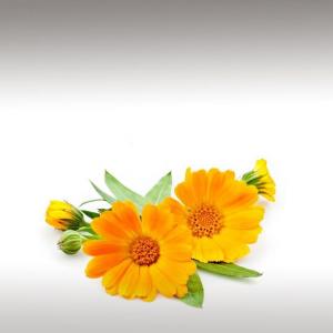 Calendula CO2 Extract (Calendula Officinalis)