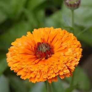 Calendula Plant (Calendula Officinalis)