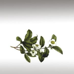 Camellia Oil (Camellia Sinensis)