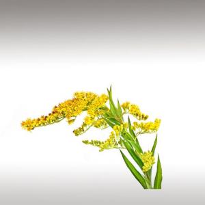 Canada Goldenrod Essential Oil (Solidago Canadensis)