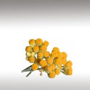 Cape Gold Essential Oil (Helichrysum Splendidum)