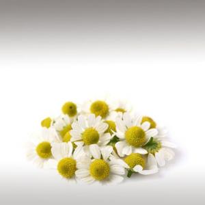 Chamomilla Flower CO2 Extract (Chamomilla Recutita)