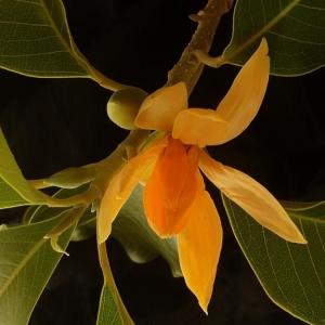 Champak Flower (Michelia Champaca)