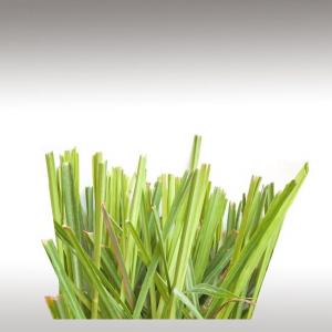 Citronella Grass Essential Oil (Cymbopogon Nardus)