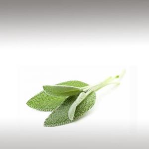 Clary Sage Distillates (Salvia Sclarea)