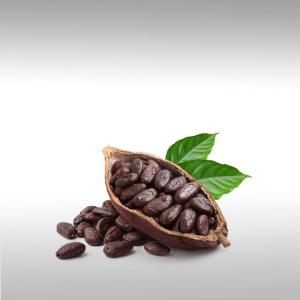 Cocoa Absolute (Theobroma Cacao)