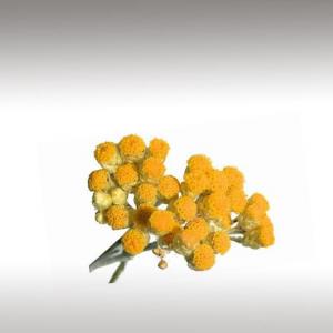 Curry Plant Distillates (Helichrysum Italicum)