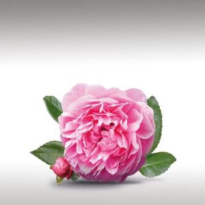 Damask Rose Distillate (Rosa Damascena)