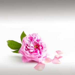 Damask Rose Essential Oil (Rosa Damascena)