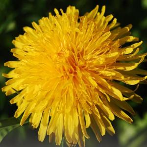 Dandelion Plant (Taraxacum Officinale)