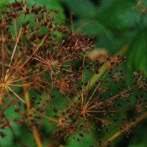 The plant flowers with seeds