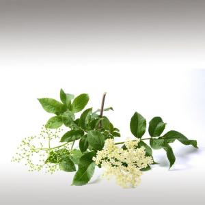 Elder flower Essential Oil CO2 (Sambucus Nigra Flos.)