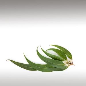 Eucalyptus Essential Oil (Eucalyptus Globulus)