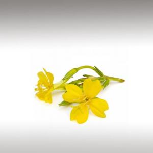 Evening Primrose Oil (Oenothera Biennis)