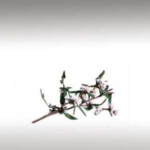 Fragonia Essential Oil (Agonis Fragrans)