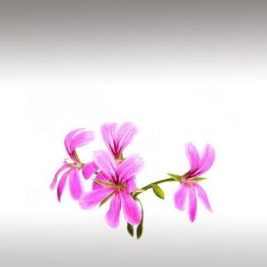 Geranium Rose Essential Oil (Pelargonium x Asperum Ehrh. Ex Wilde)