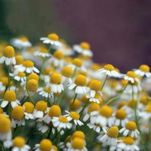 German Chamomile Flower (Matricaria Recutita)