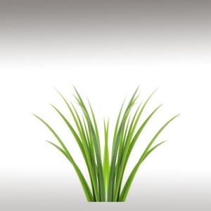 Gingergrass Essential Oil (Cymbopogon Martinii var. Sofia)