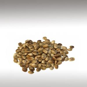 Hemp Seed Oil (Cannabis Sativa)