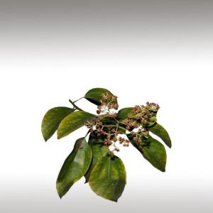 Ho Wood Essential Oil (Cinnamomum Camphora)