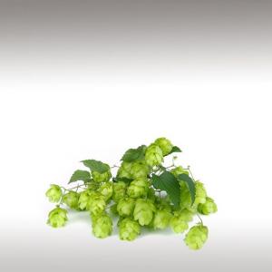 Hop CO2 Extract (Humulus Lupulus)