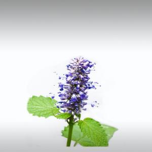 Hyssop Decumbens Essential Oil (Hyssopus Officinalis var. Decumbens)