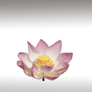 Indian lotus Absolute (Nelumbo Nucifera)