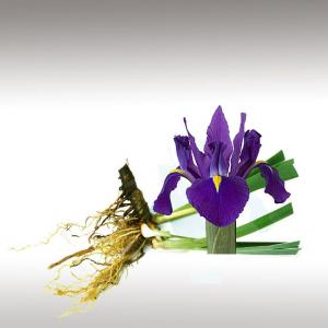 Iris Essential Oil (Iris Pallida)