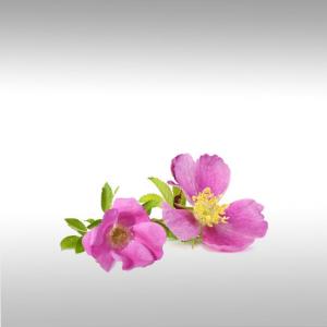 Japanese Rose otto (Rosa Rugosa)