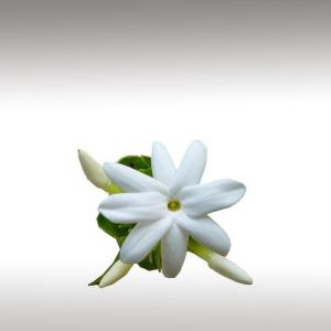 Jasmine (White Mallika) Distillate (Jasminum Sambac)