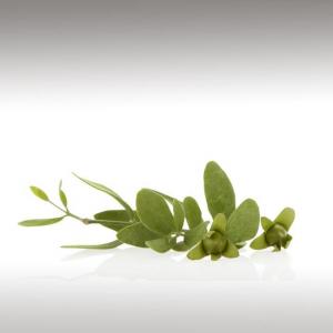 Jojoba Oil (Simmondsia Chinensis)