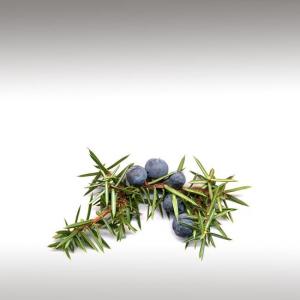 Juniper Berry Essential Oil (Juniperus Communis)