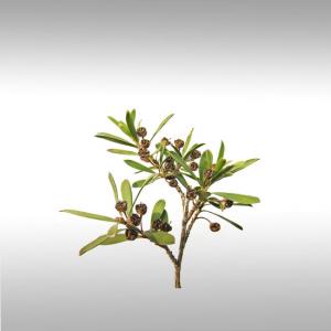 Kunzea Essential Oil (Kunzea Ambigua)