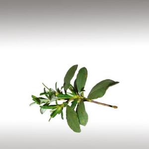 Labdanum Essential Oil (Cistus Ladaniferus)